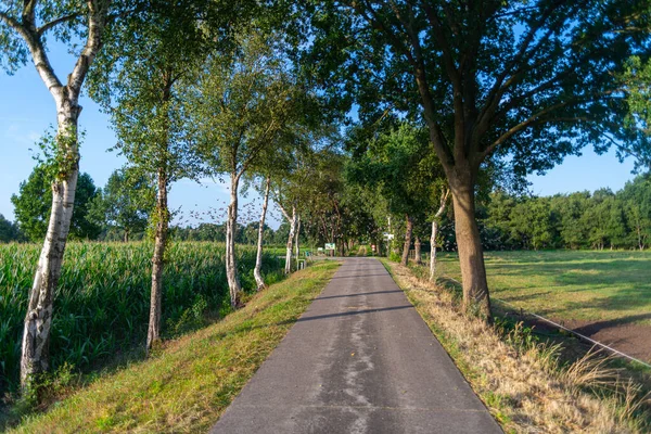 Kırsal bir yolda bir sürü küçük kuş havada uçuyor.