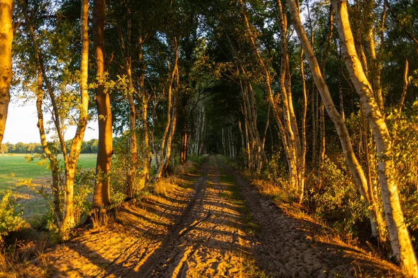 Small Avenue Moor Illuminated Morning Rays Sun — Stock Photo, Image