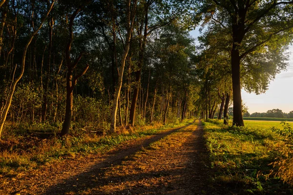 Small Avenue Moor Illuminated Morning Rays Sun — Stock Photo, Image