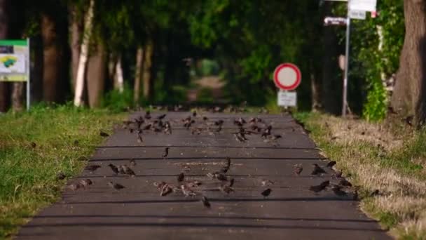 Many Small Birds Have Gathered Out Way Paved Path Flying — Stock Video