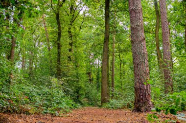 Alman ormanlarından bol yeşillik ve orman yollarıyla karışık tarlaların derinliği.