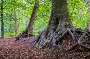 Alman ormanlarından bol yeşillik ve orman yollarıyla karışık tarlaların derinliği.