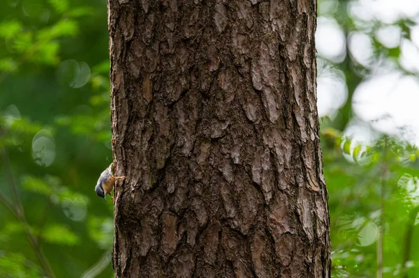 Nuthatch Sitta Europaea Procura Comida Tronco Árvore Andando Para Cima — Fotografia de Stock