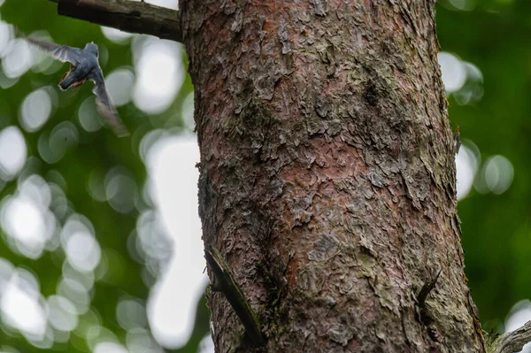 Nuthatch Sitta Europaea Busca Comida Tronco Árbol Caminando Arriba Abajo — Foto de Stock