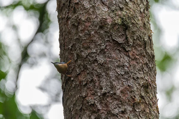 Nuthatch Sitta Europaea Busca Comida Tronco Árbol Caminando Arriba Abajo — Foto de Stock