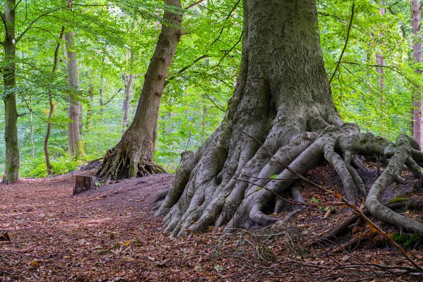 Alman ormanlarından bol yeşillik ve orman yollarıyla karışık tarlaların derinliği.