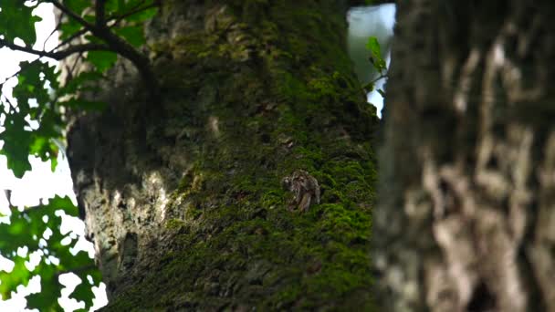 Genel Ağaç Bekçisi Certhia Brachydactyla Tüylerini Daha Büyük Bir Ağaçta — Stok video