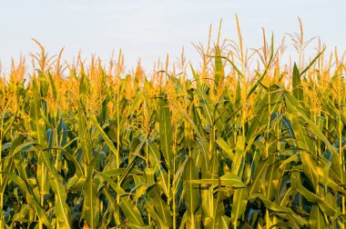 Bir mısır tarlasındaki mısır neredeyse büyük makinelerle toplamak için olgunlaşmıştır.