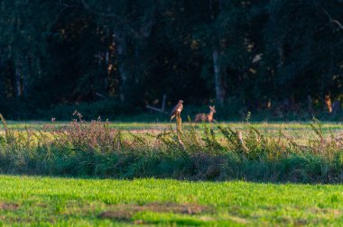 Bir şahin iki tarla arasında küçük bir çitte durur ve avlanmak için yiyecek arar. Geyikler arka planda yürürken.