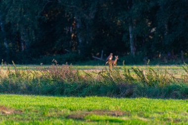 Bir şahin iki tarla arasında küçük bir çitte durur ve avlanmak için yiyecek arar. Geyikler arka planda yürürken.