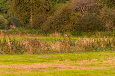 Bir şahin iki tarla arasındaki küçük bir çitte duruyor ve avlanmak için yiyecek arıyor.