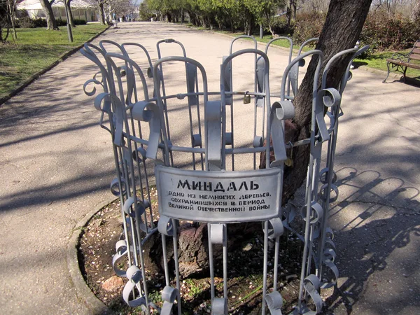 Sivastopol parkında eski badem ağacı