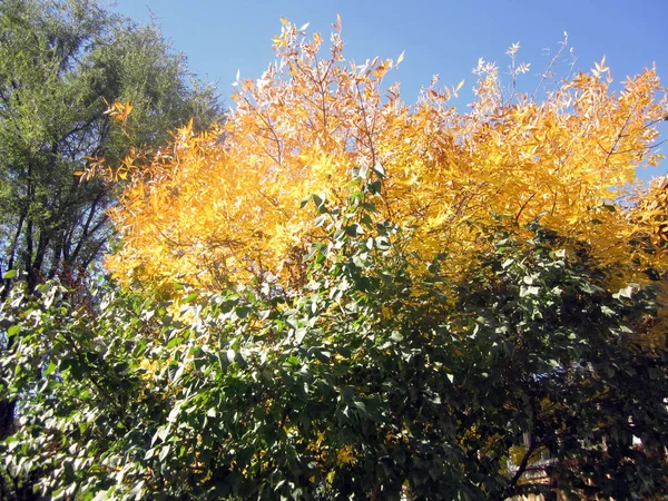Arbustos Amarelos Parque — Fotografia de Stock