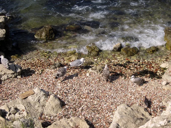 Playa Mar Aves — Foto de Stock