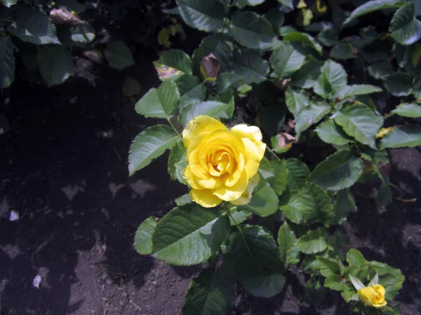 Yellow Rose Flower Bed — Stock Photo, Image