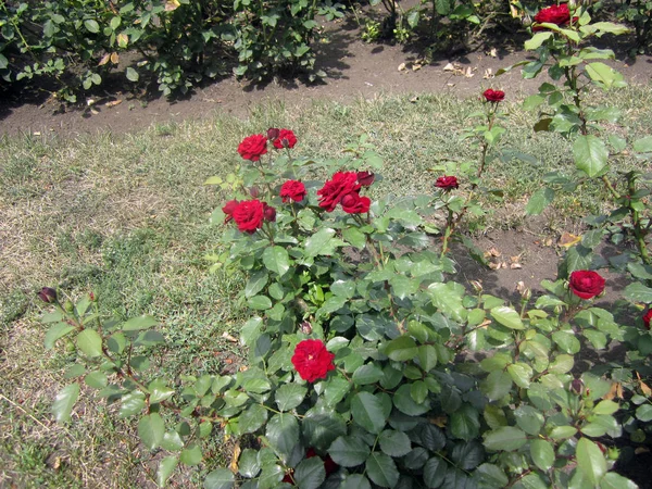 Roses Rouges Dans Lit Fleurs — Photo