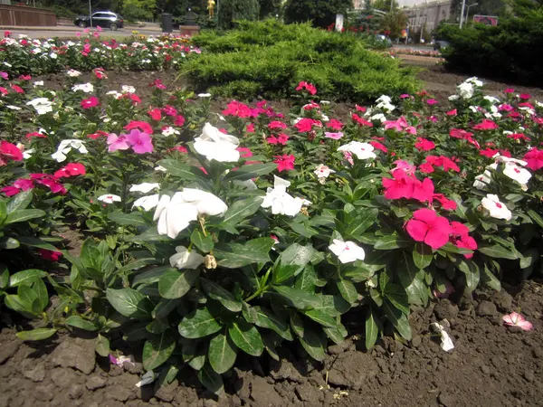 White Pink Flowers — Stock Photo, Image