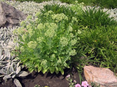 çiçek çiçek yatakta