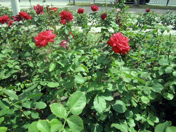 Red Roses Park — Stock Photo, Image