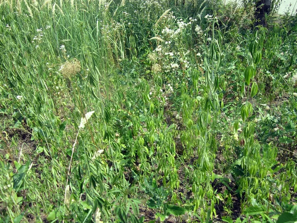 Gras Auf Der Lichtung — Stockfoto