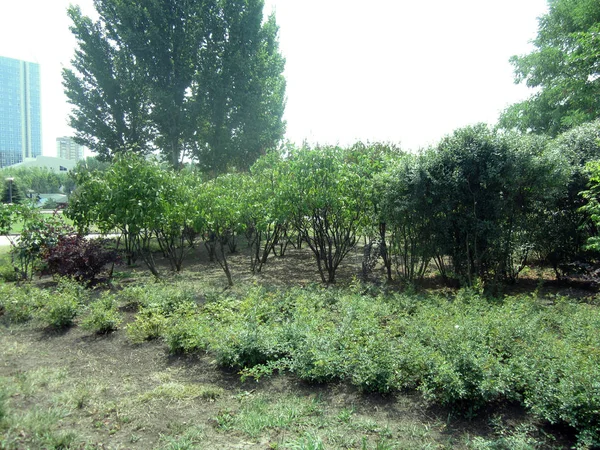 Bomen Struiken Gras — Stockfoto