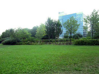 parkta ağaçlar ve Glade