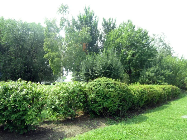 Bush Bomen Het Park — Stockfoto