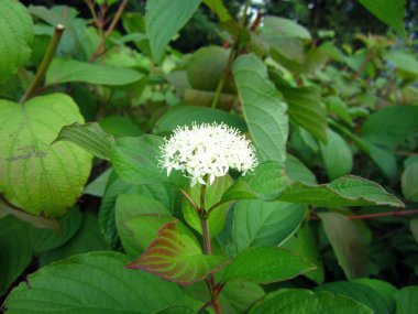 beyaz çiçekler ve yapraklar