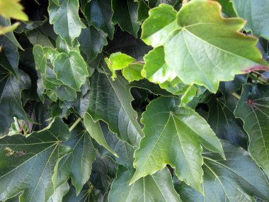 Parkta yeşil yapraklar