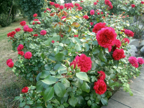 Red Roses Garden — Stock Photo, Image
