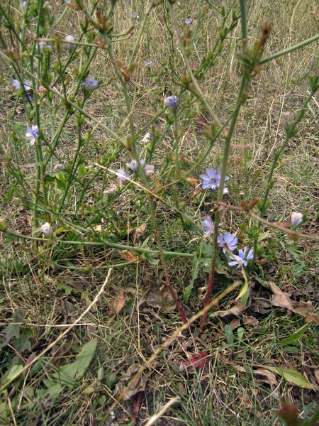 Фіолетові Квіти Галявині — стокове фото