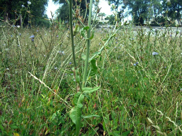 Grama Campo Verão — Fotografia de Stock