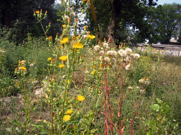 黄色と白の花 — ストック写真