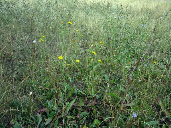 Gule Blomster Den Glade - Stock-foto