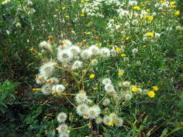 白いタンポポと黄色の花 — ストック写真