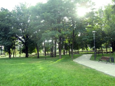 ağaçlar ve meadow Park