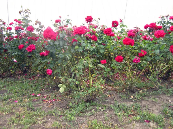 Roses Roses Dans Rue — Photo