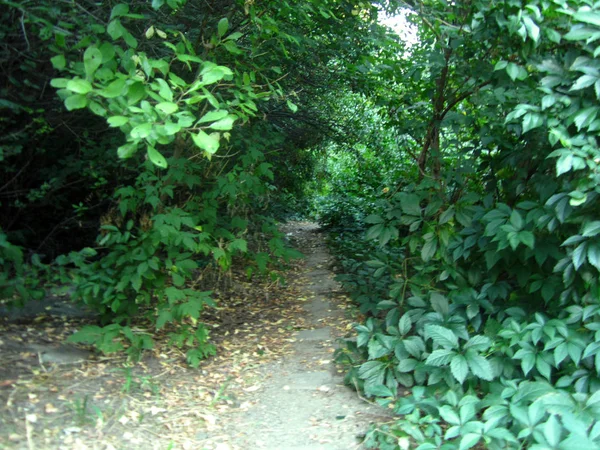 Chemin Dans Bois — Photo