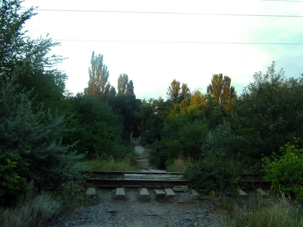 Chemin Fer Dans Bois — Photo