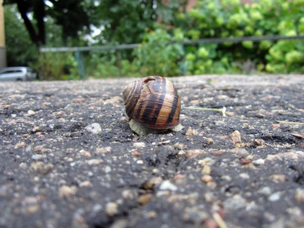 Escargot Sur Route — Photo