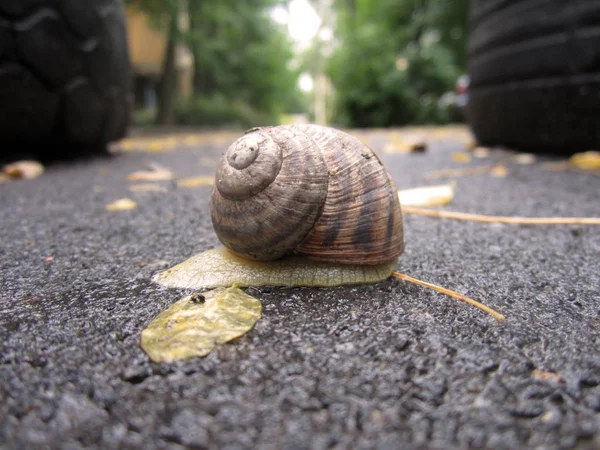 Escargot Sur Route — Photo