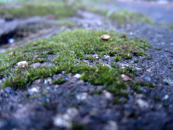 石の上の苔 — ストック写真