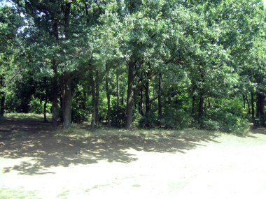 Ağaçlar ve yol Park