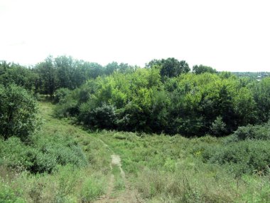 Çalılık, ot ve ağaç