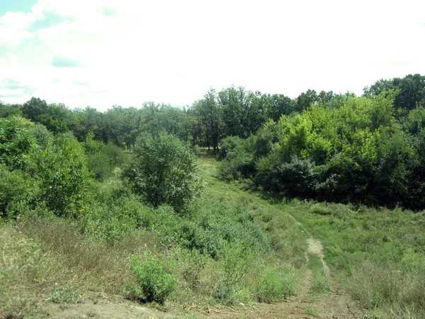 Panoramisch Uitzicht Het Bos — Stockfoto