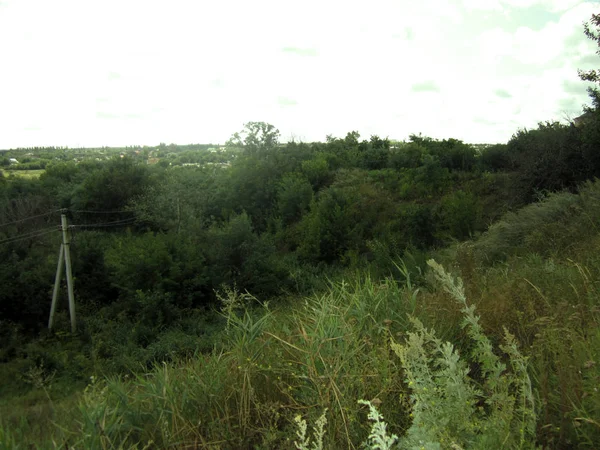 Panoramautsikt Över Skogen — Stockfoto