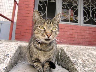 Sokaktaki kedi