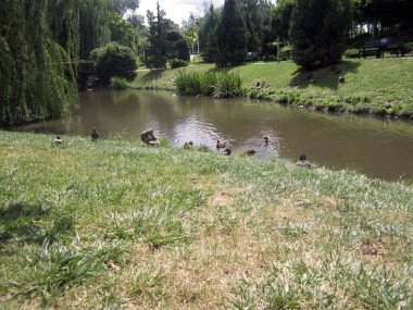 kuşlar gölün yakınında