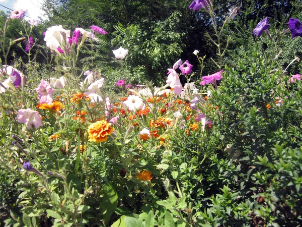 Flores Coloridas Parque — Fotografia de Stock