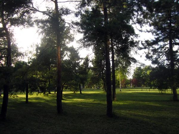 Árboles Jardín — Foto de Stock